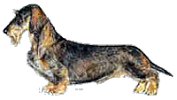 dachshund1.gif (11391 bytes)
