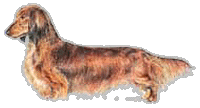 dachshund2.gif (11511 bytes)