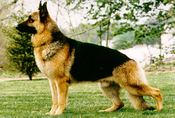 germanshep.gif (41602 bytes)