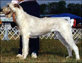 irishwolfhound.jpg (24213 bytes)