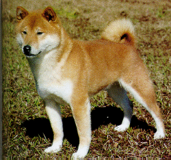 shiba.gif (59502 bytes)