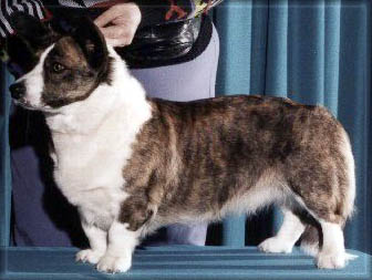 welshcorgi.jpg (25565 bytes)