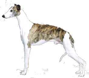 whippet.gif (18772 bytes)